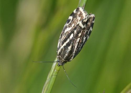 Réf. 283 907 : Acontia trabealis